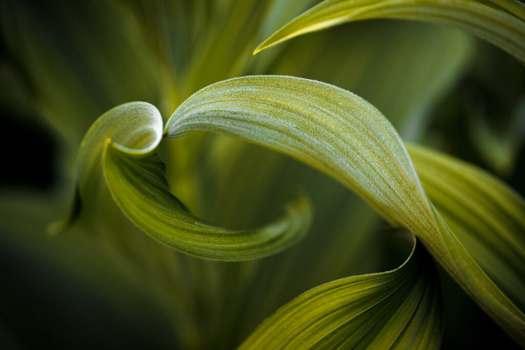 close up image of green leaves